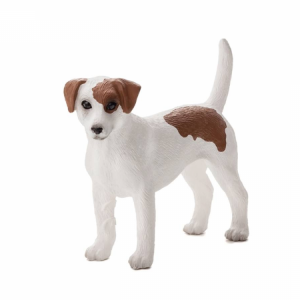 Jack Russell terrier M