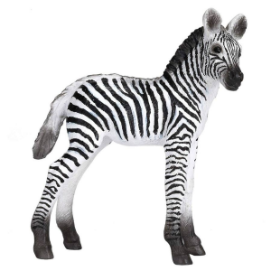 Zebra nőstény M