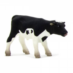 Holstein borjú álló M