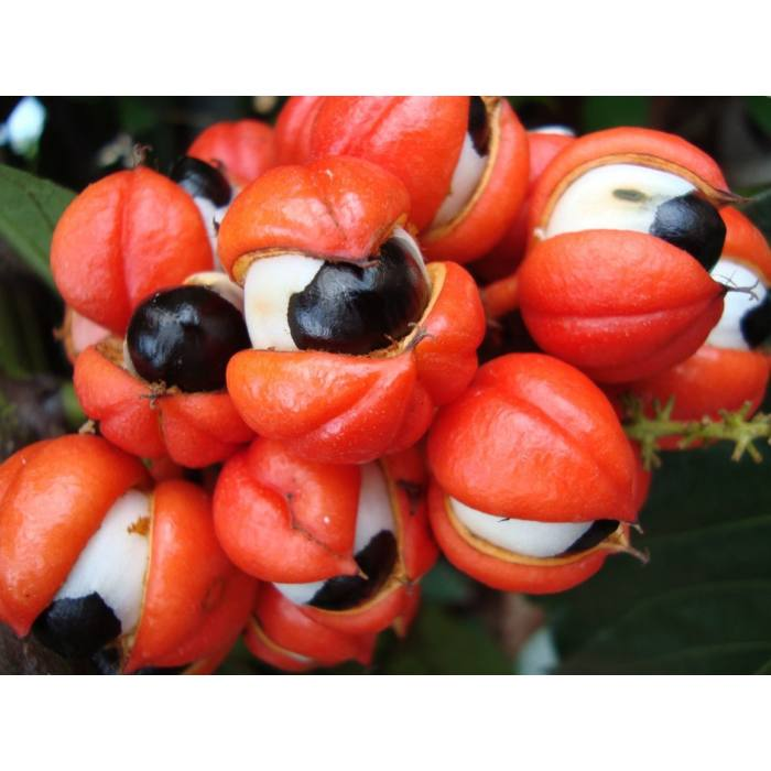 44811271_guarana.png
