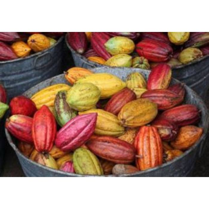 44811426_cacao-criollo.png